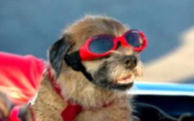 New at the Sanctuary- Dog Daycations!